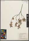 Foto von Salix niphoclada Rydb.
